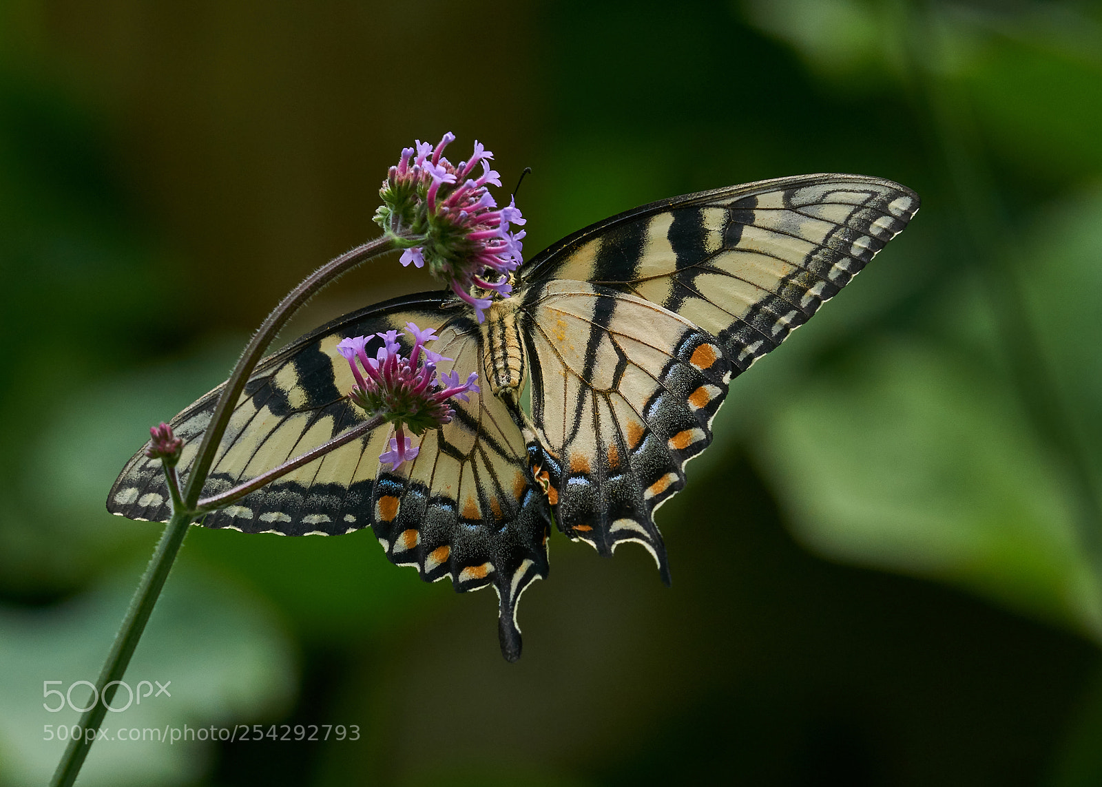 Sony a6000 sample photo. Eastern tiger swallowtail photography