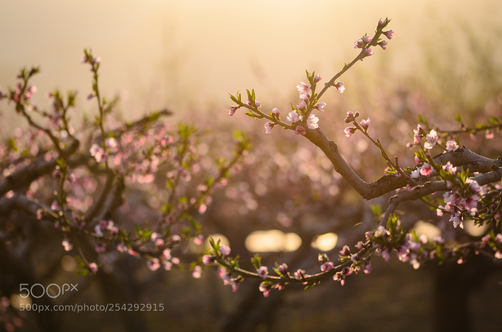 Nikon D7000 sample photo. Peach blossoms photography