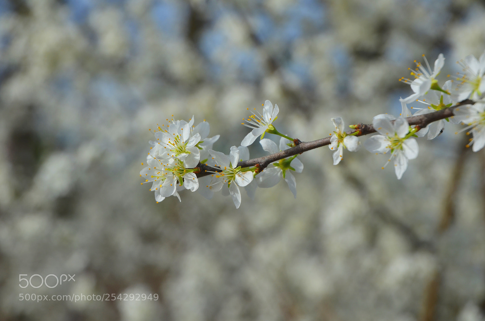 Nikon D5100 sample photo. Flower photography