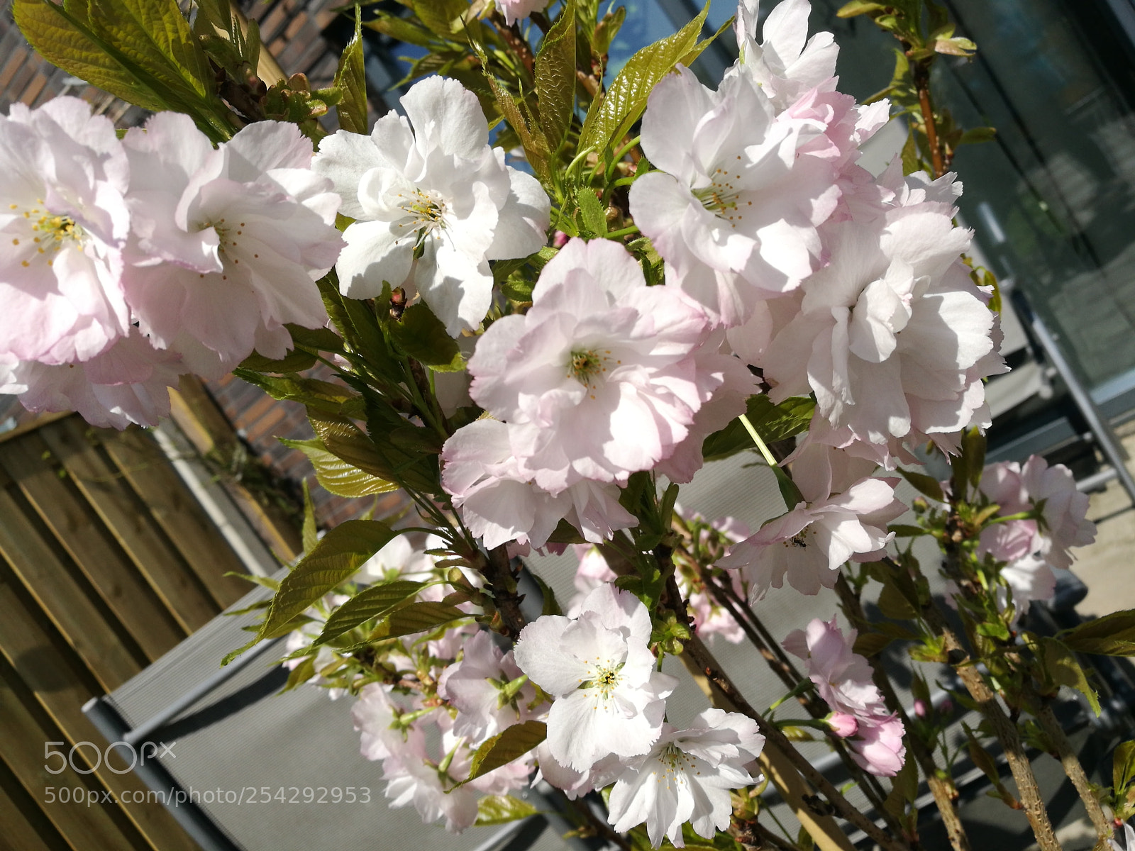 HUAWEI P9 sample photo. Cherry blossom photography