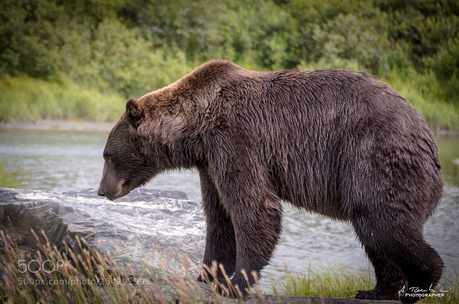 Nikon D5100 sample photo. Alaskan wildlife photography