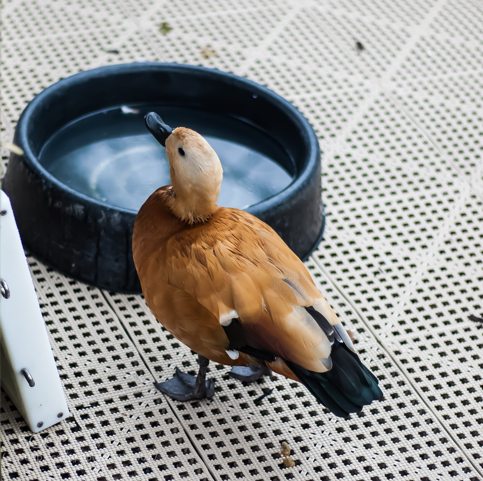 Canon EOS-1D Mark III sample photo. Untitled photography