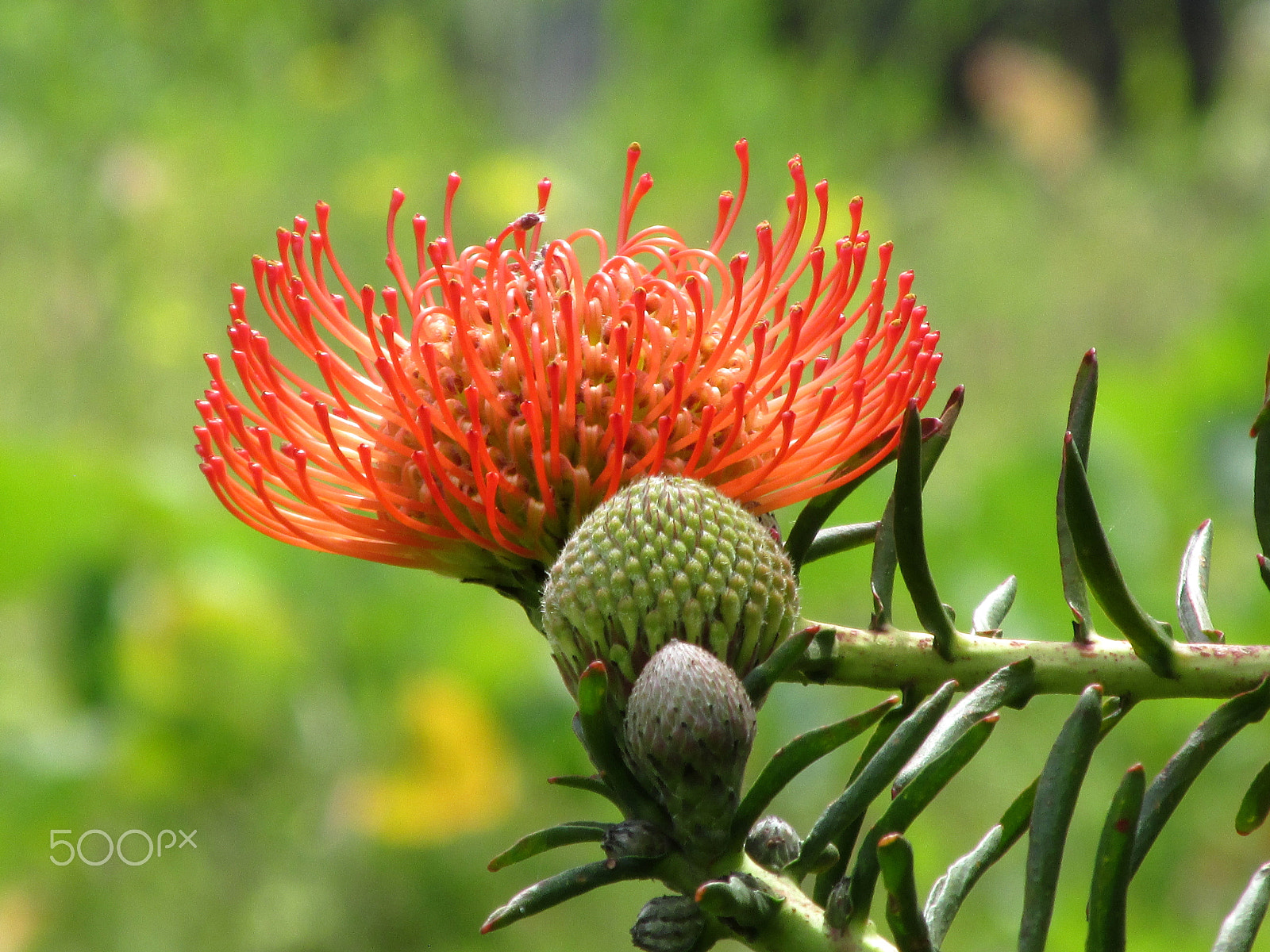 Canon PowerShot SX160 IS sample photo. Flower - protea photography