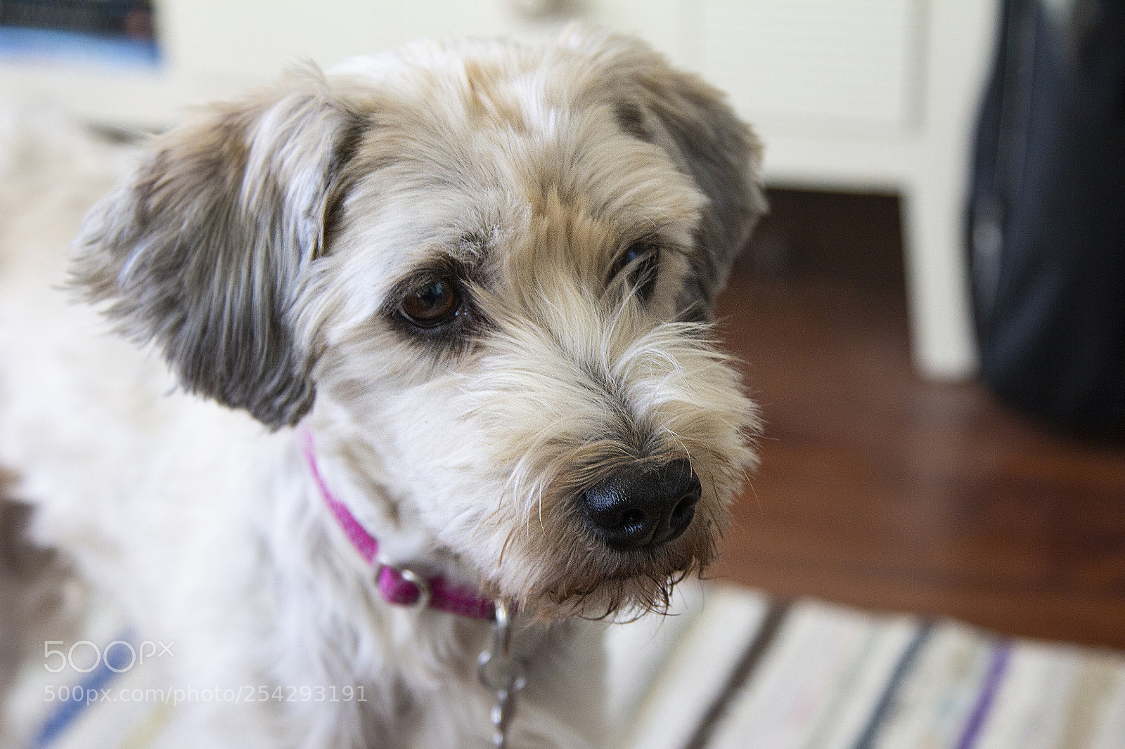 Canon EOS 60D sample photo. Close up of a photography