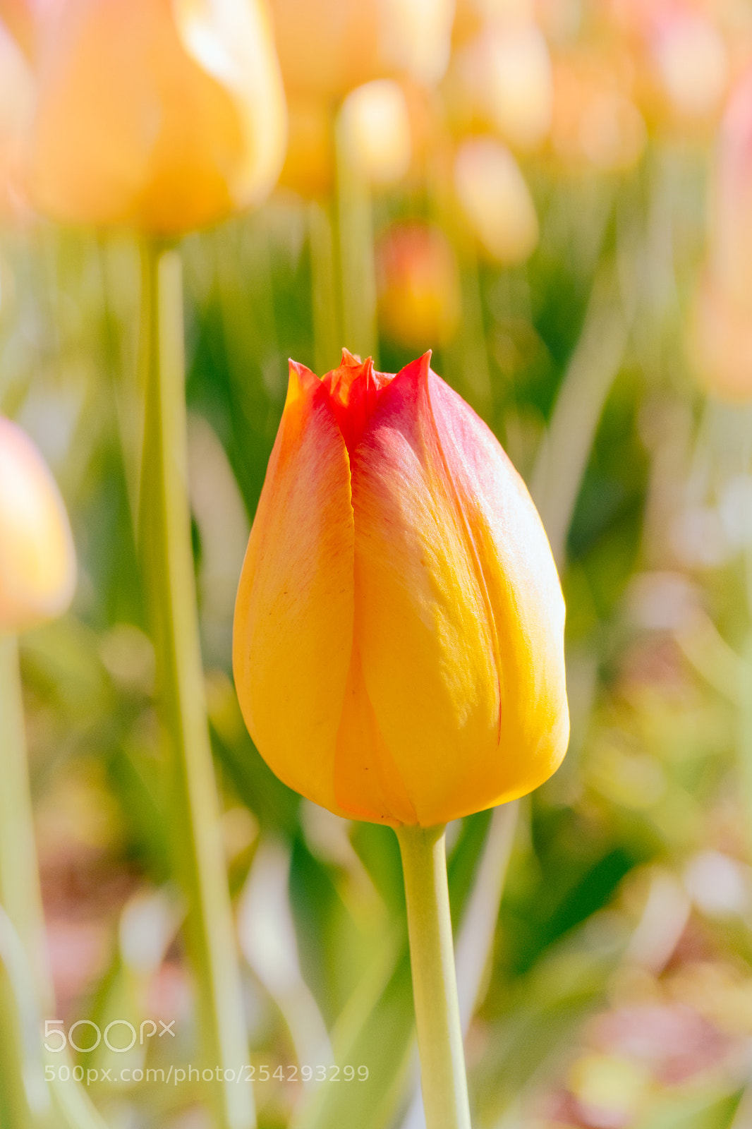 Fujifilm X-T2 sample photo. 22 photography