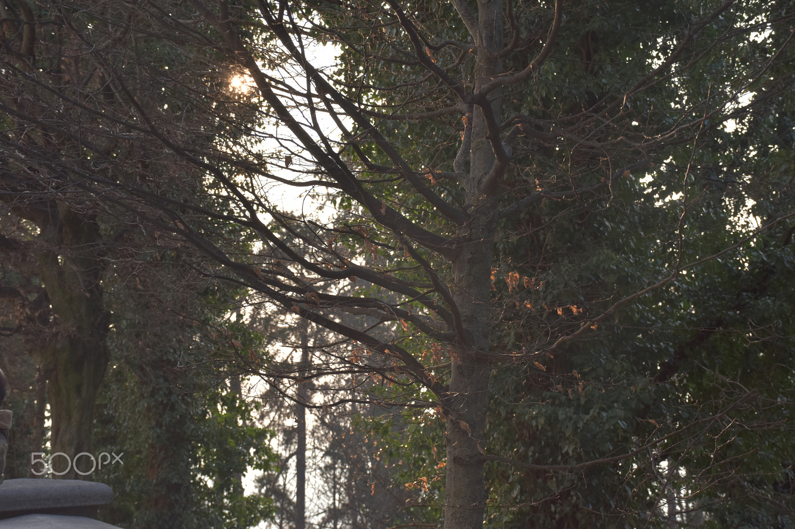 Nikon D5500 sample photo. Torino nature photography