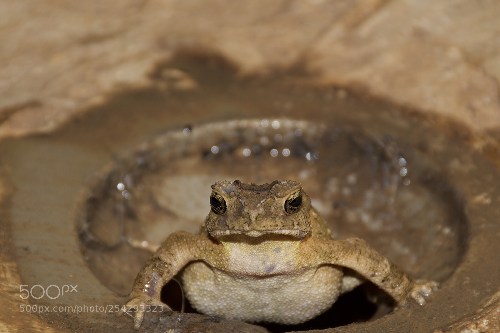 Nikon D5500 sample photo. Toad photography