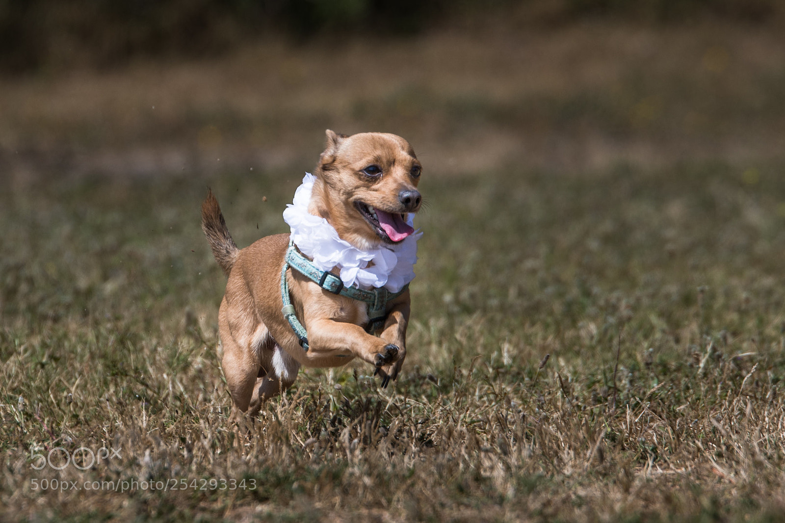 Nikon D500 sample photo. Happy photography