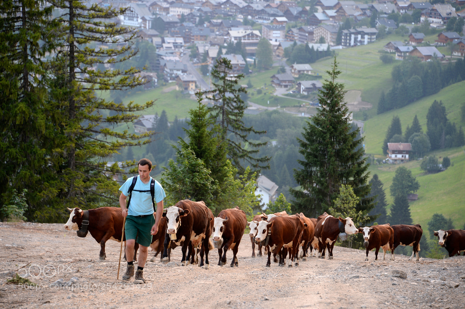 Nikon Df sample photo. Alpine sommer transhumance photography