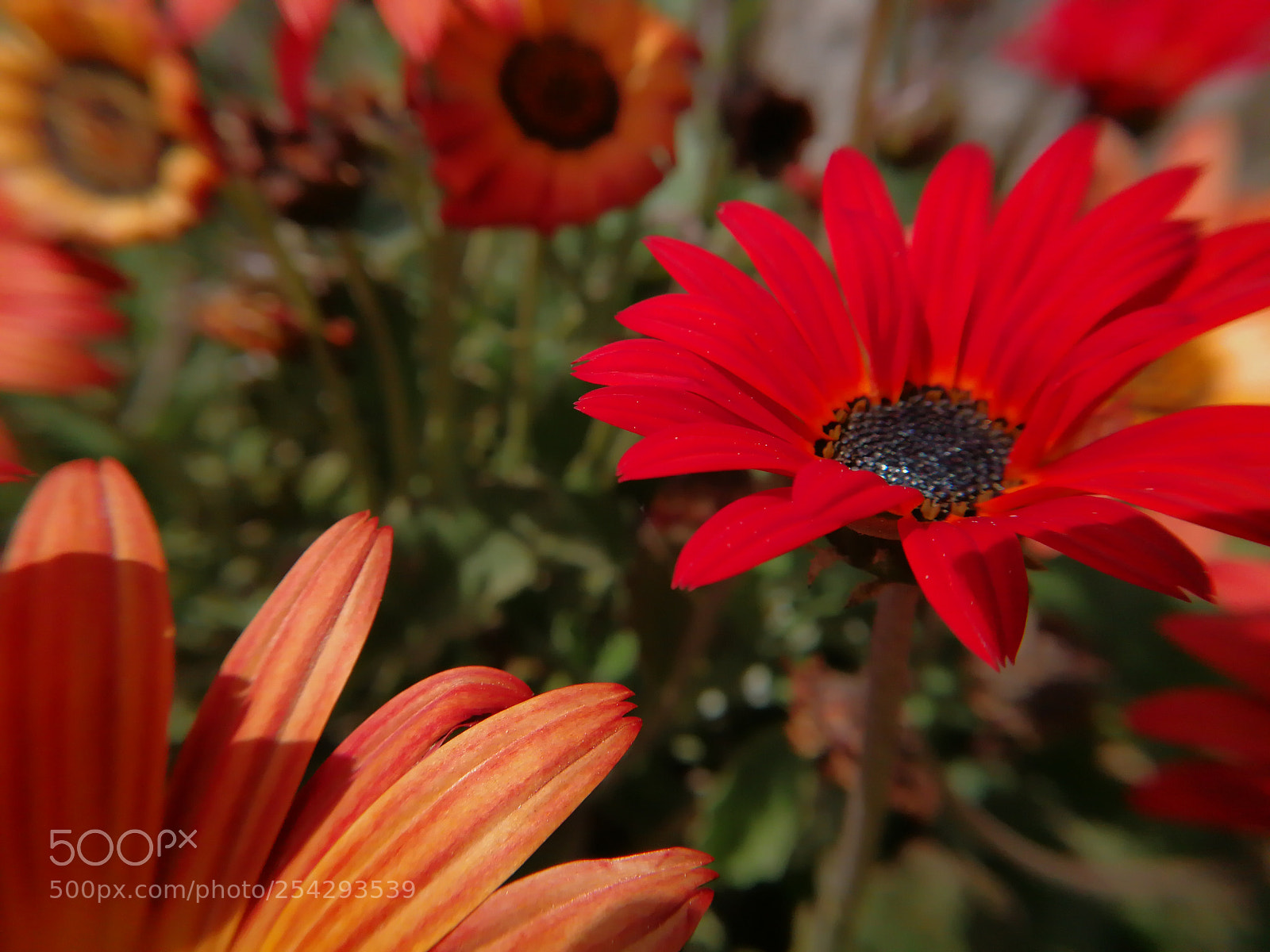 HUAWEI P10 sample photo. Red & orange photography