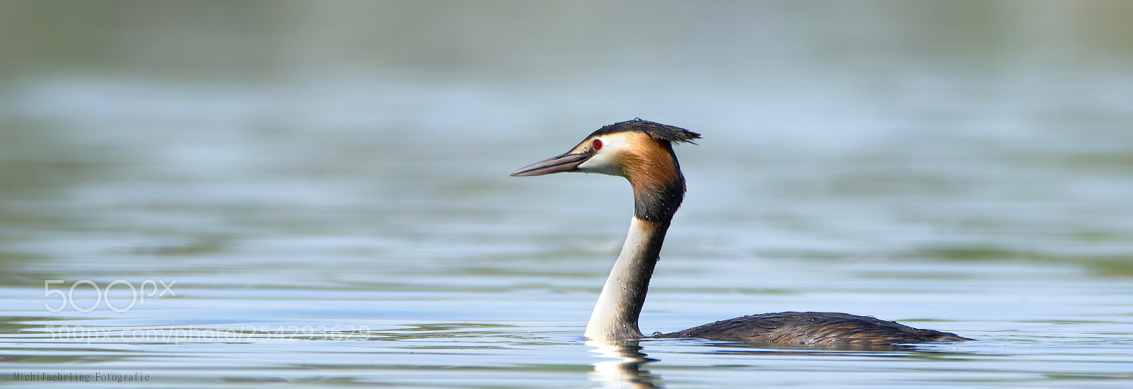 Nikon D7200 sample photo. Haubentaucher (podiceps cristatus) photography