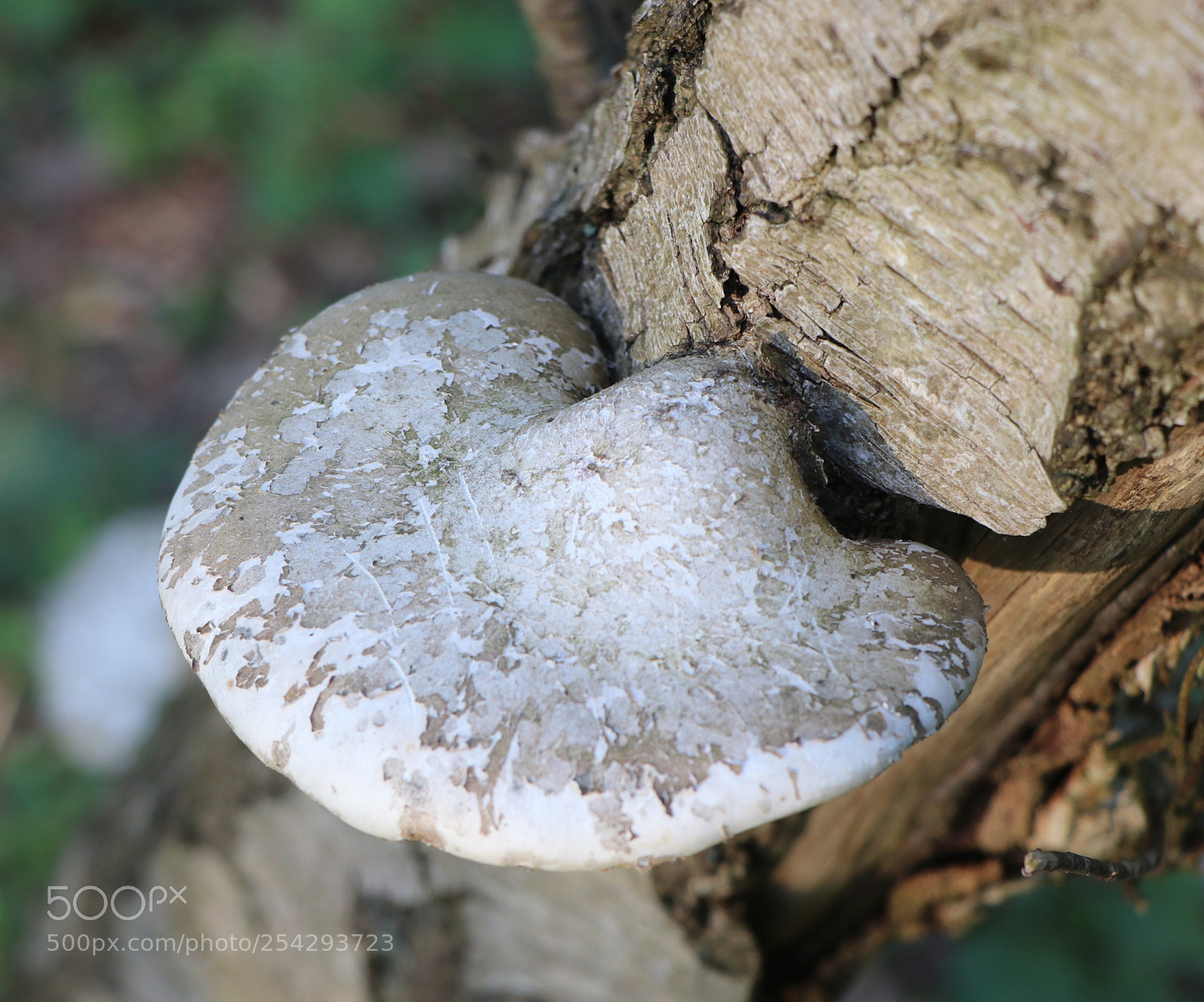 Canon EOS 80D sample photo. Img photography