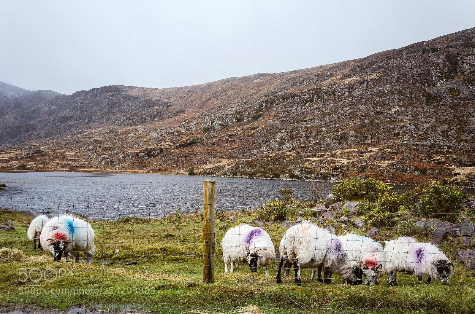 Nikon D5100 sample photo. Ring of kerry photography