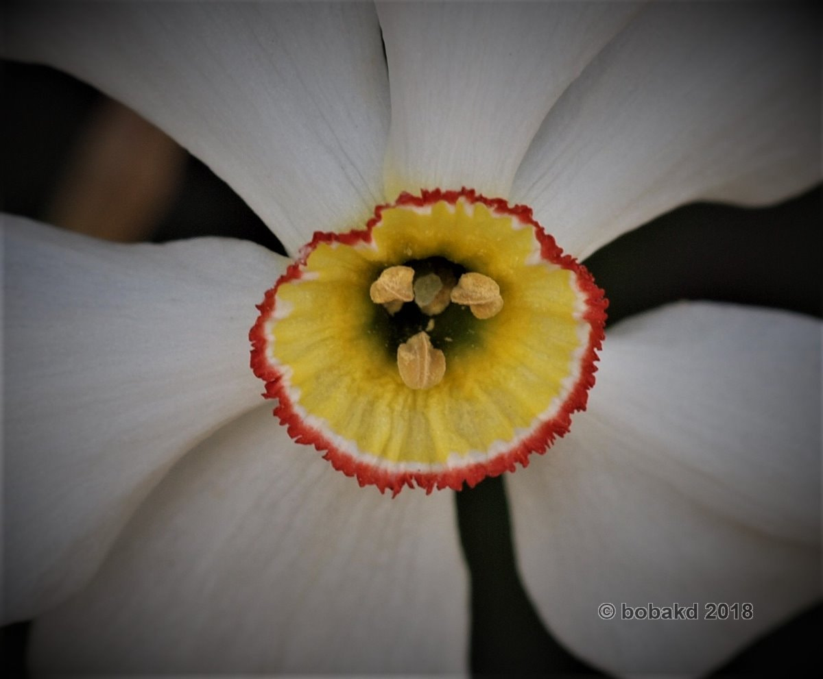 Olympus E-620 (EVOLT E-620) sample photo. Flower photography
