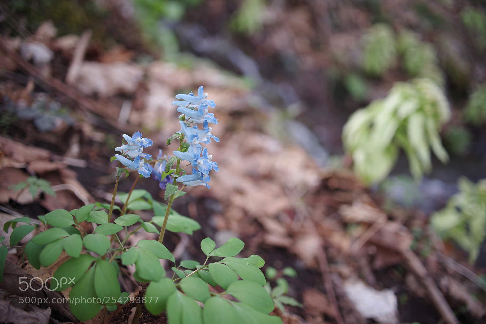 Pentax K-1 sample photo. Spring ephemerals photography