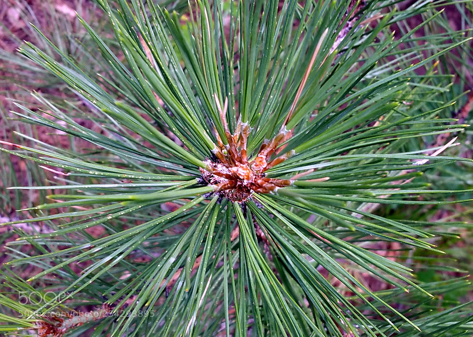 Samsung Galaxy Note4 sample photo. Top of the tree. photography