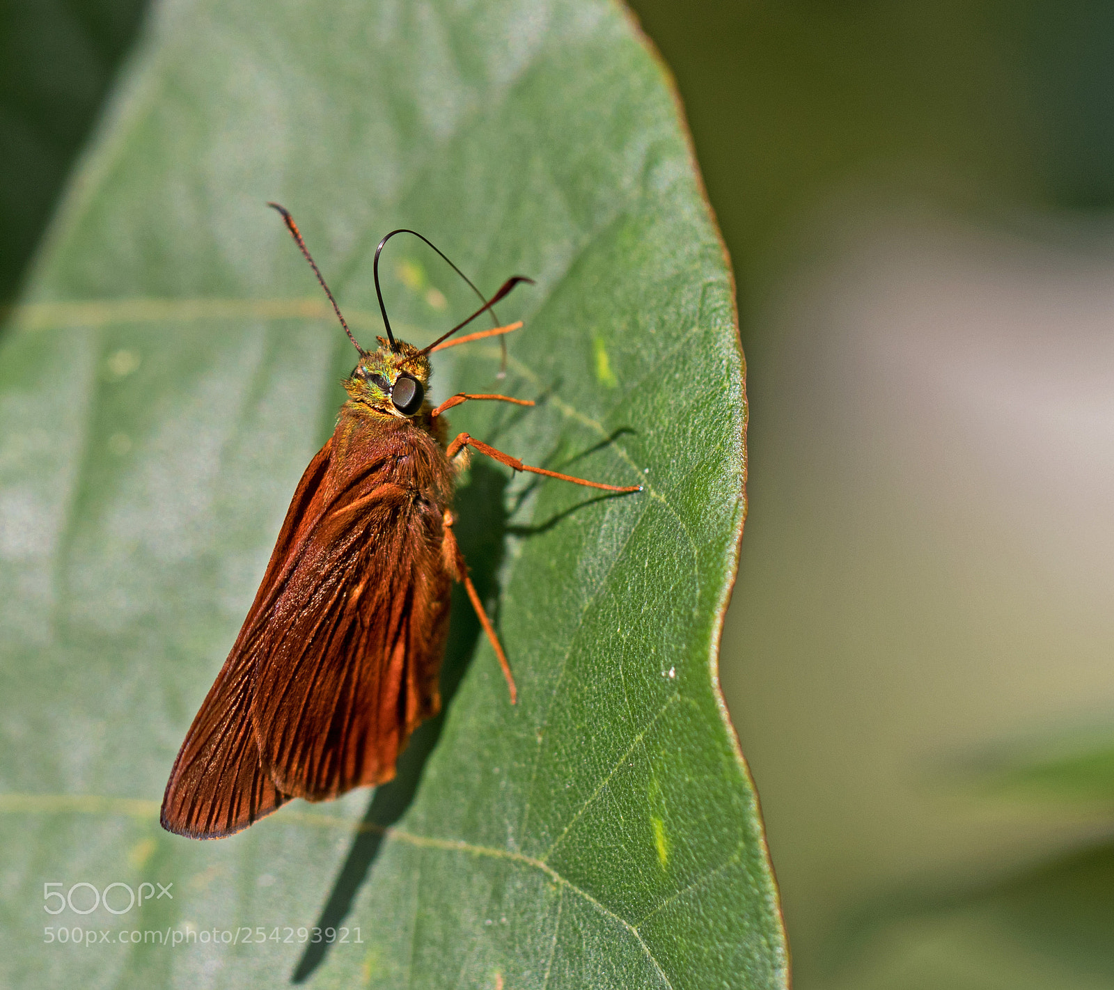 Canon EOS 80D sample photo. Schaus's skipper photography