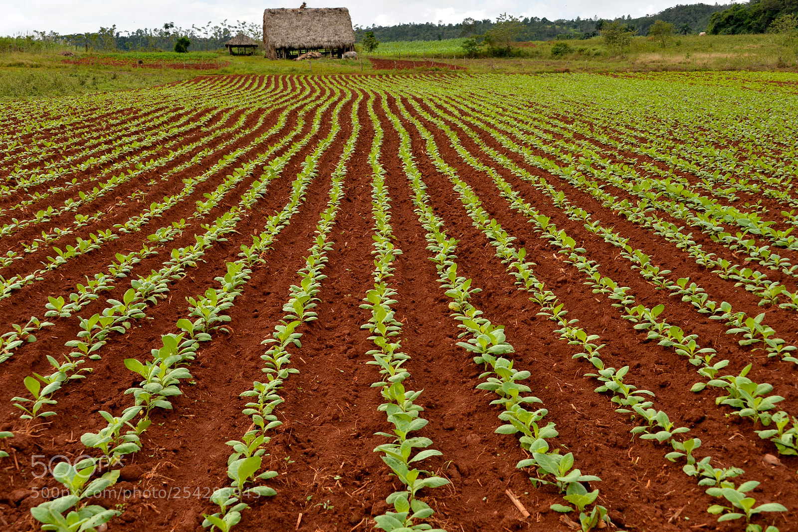 Nikon Df sample photo. Coffee plantation in cuba photography