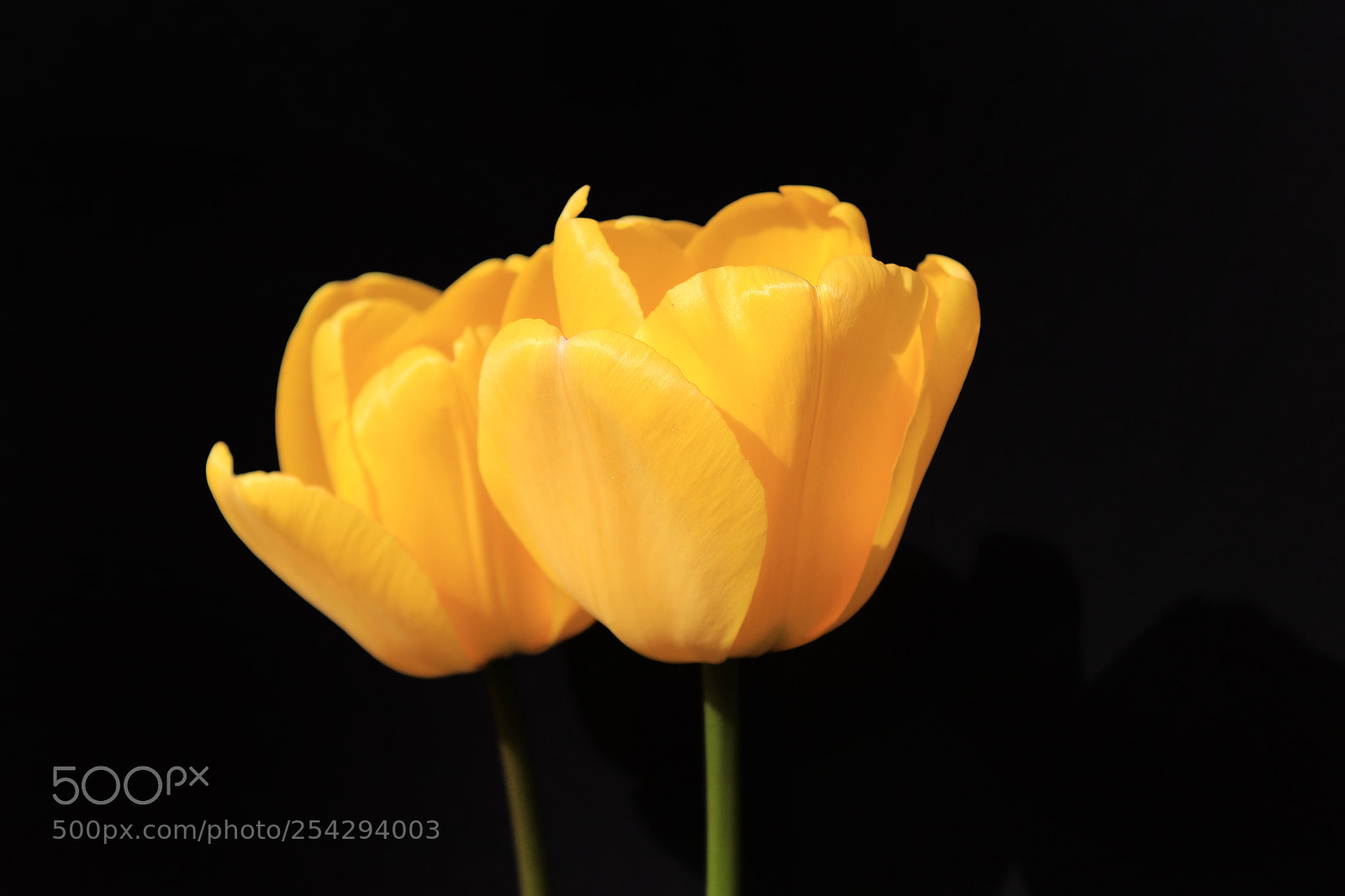 Canon EOS 700D (EOS Rebel T5i / EOS Kiss X7i) sample photo. Side by side photography