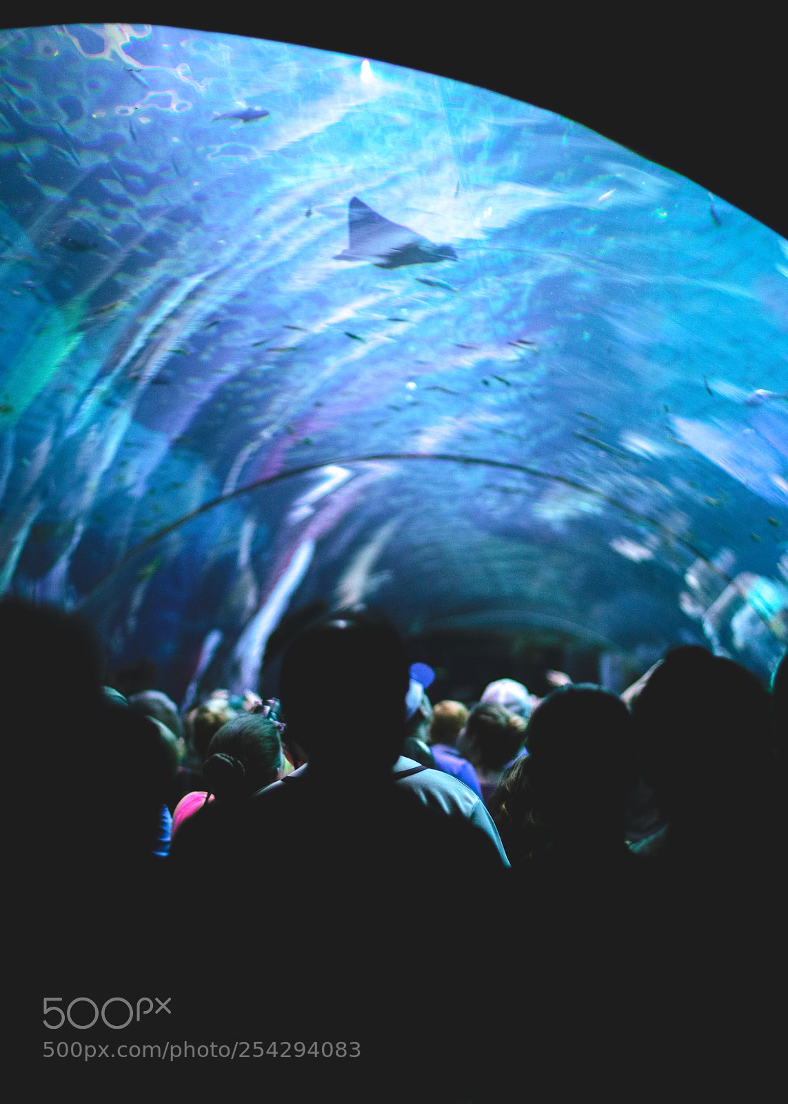 Nikon D3300 sample photo. Underwater tunnel photography