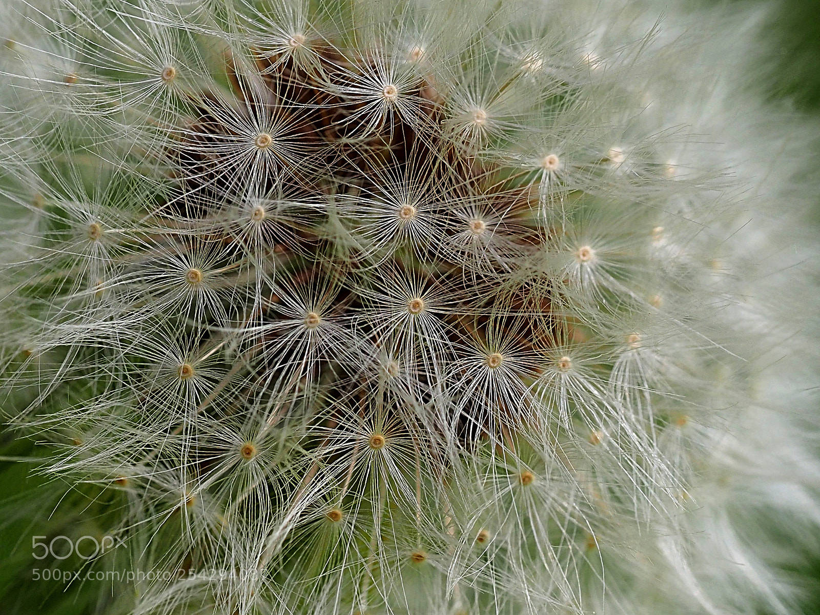 Olympus OM-D E-M10 sample photo. Semillas de diente de photography