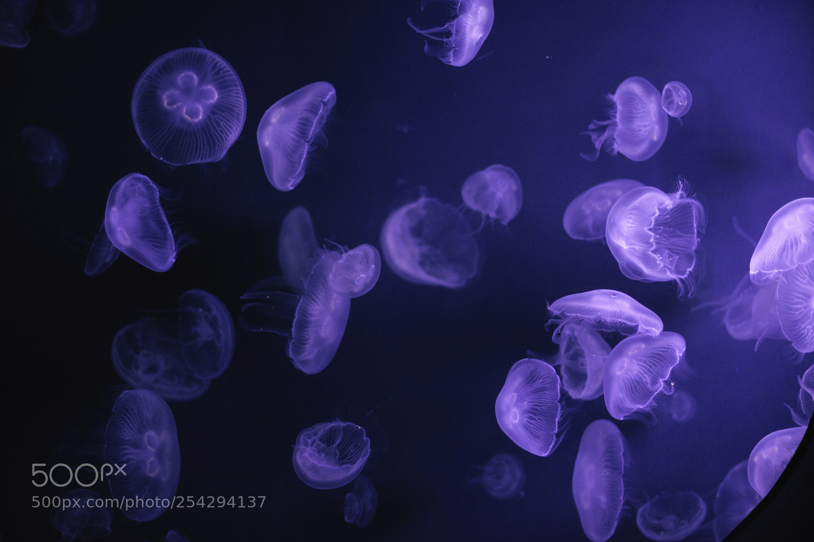 Nikon D3300 sample photo. Jellies photography