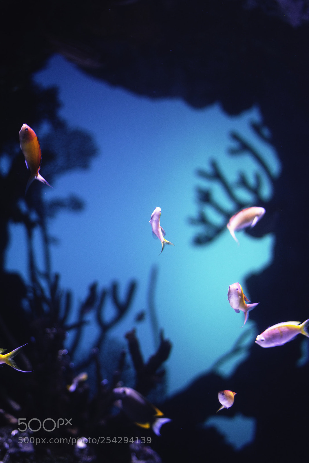 Nikon D3300 sample photo. Under the sea photography