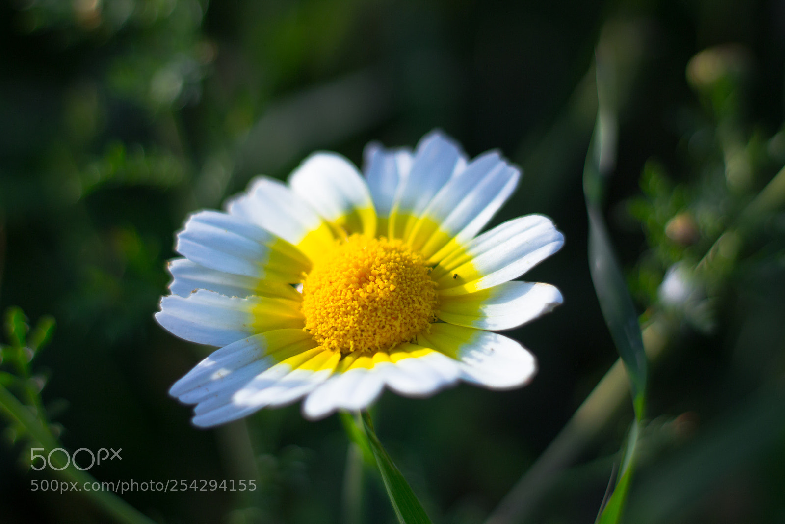 Canon EOS 1200D (EOS Rebel T5 / EOS Kiss X70 / EOS Hi) sample photo. Daisy photography