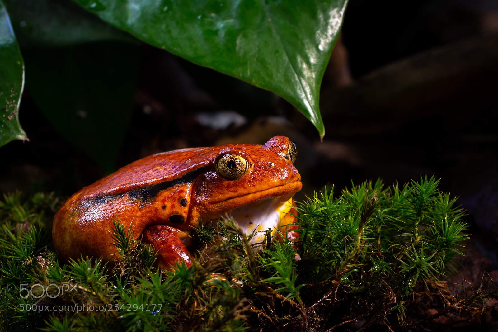 Canon EOS 700D (EOS Rebel T5i / EOS Kiss X7i) sample photo. Tomato frog photography