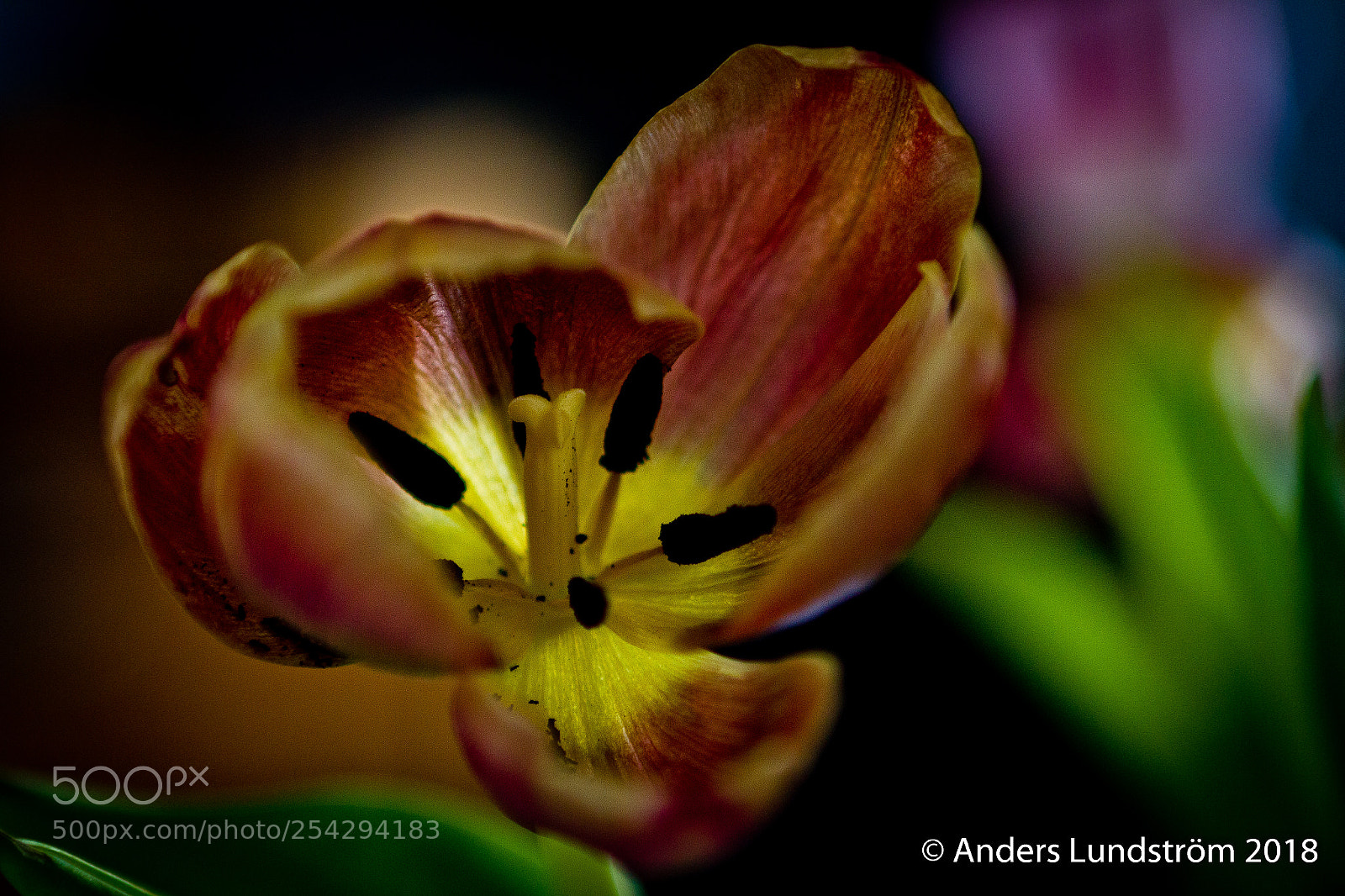 Canon EOS 7D sample photo. Torra tulpaner photography