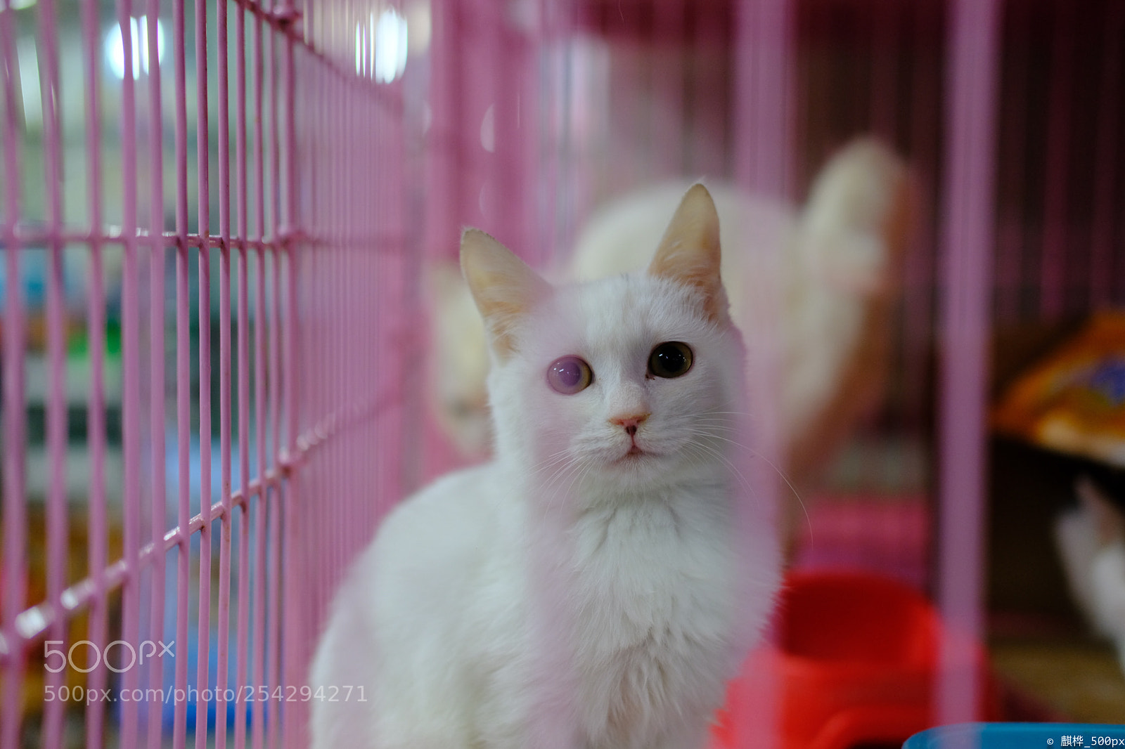 Fujifilm X-T2 sample photo. Cats in market  photography