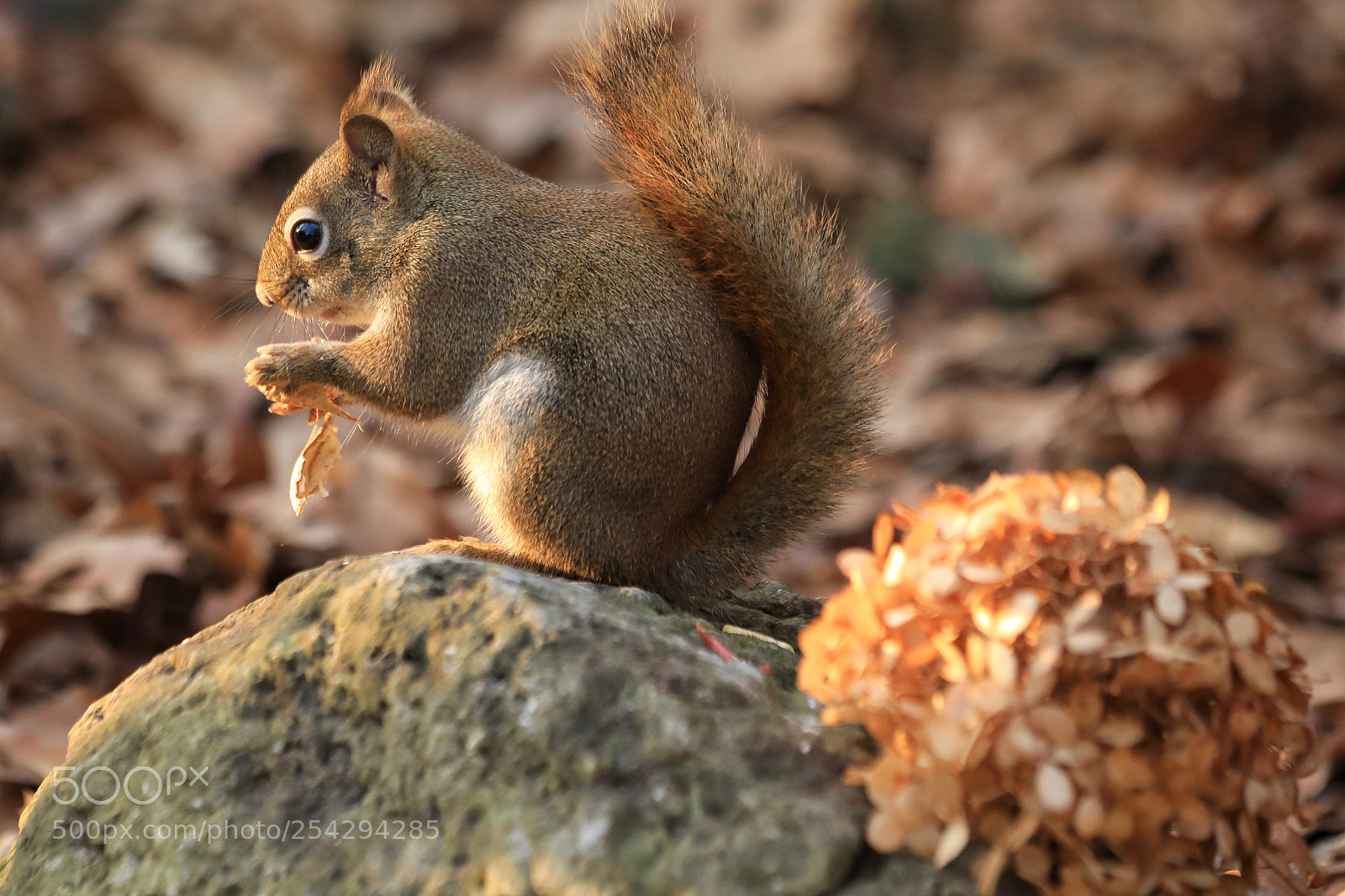 Canon EOS 5D Mark IV sample photo. Squirrel photography