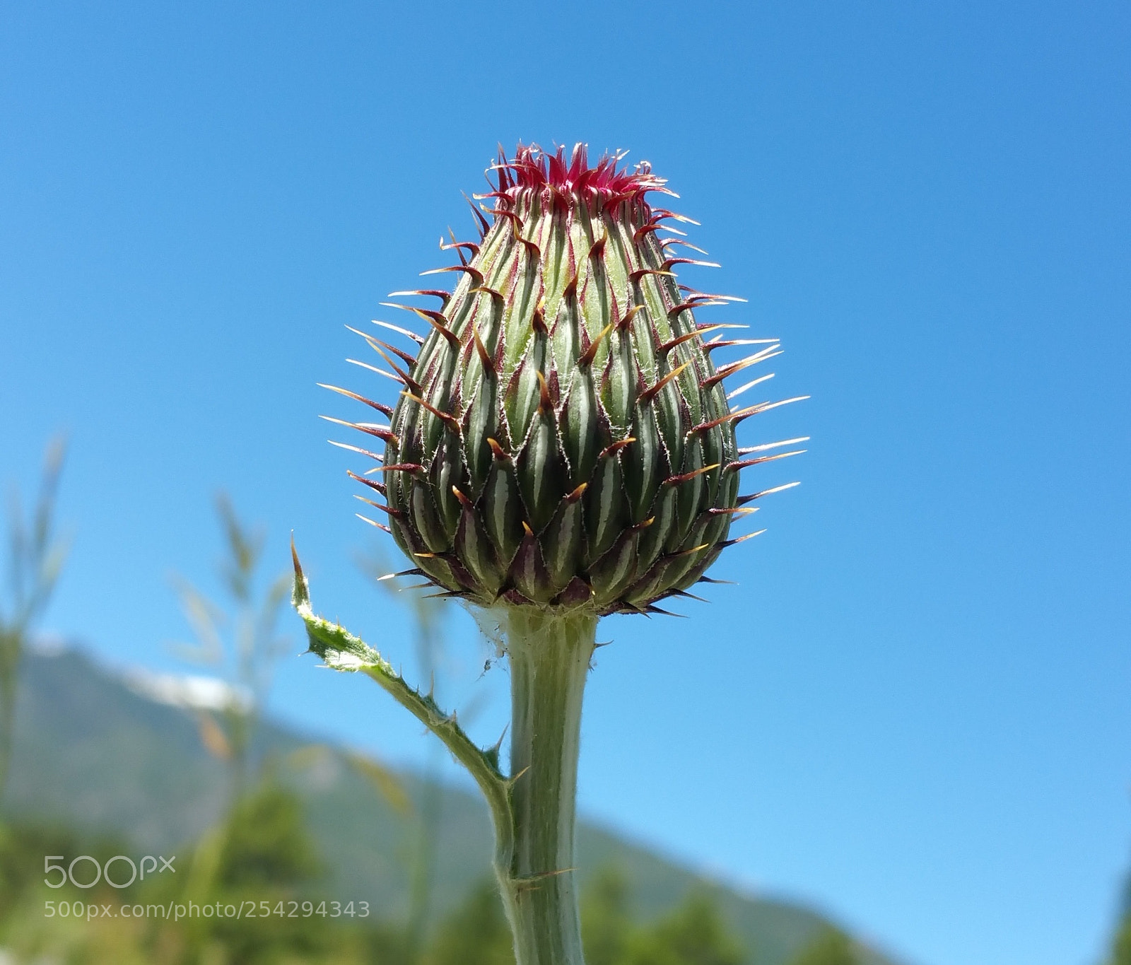 Samsung Galaxy Note4 sample photo. Mountain rose. photography