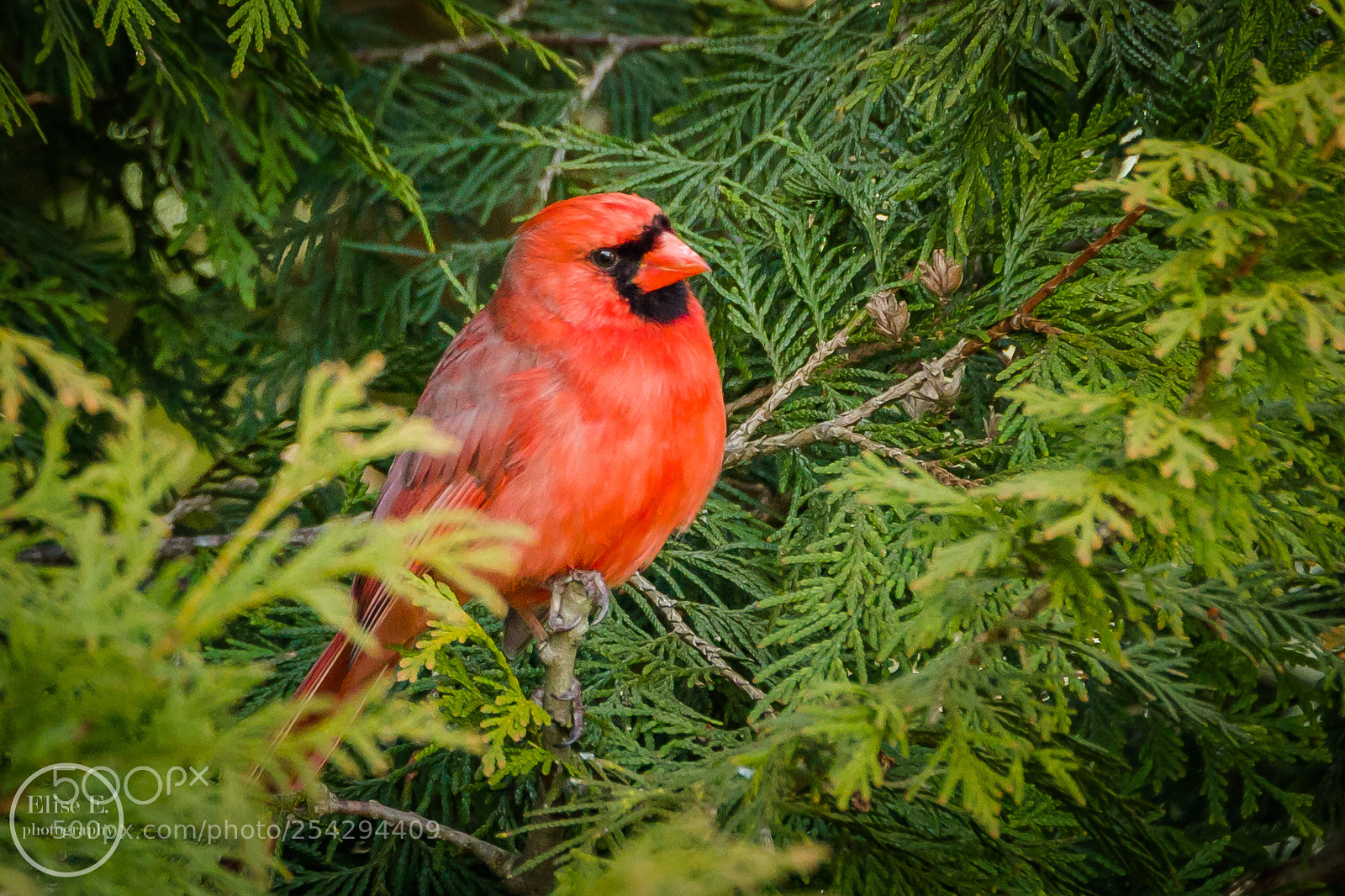 Canon EOS 6D Mark II sample photo. Cardinal photography