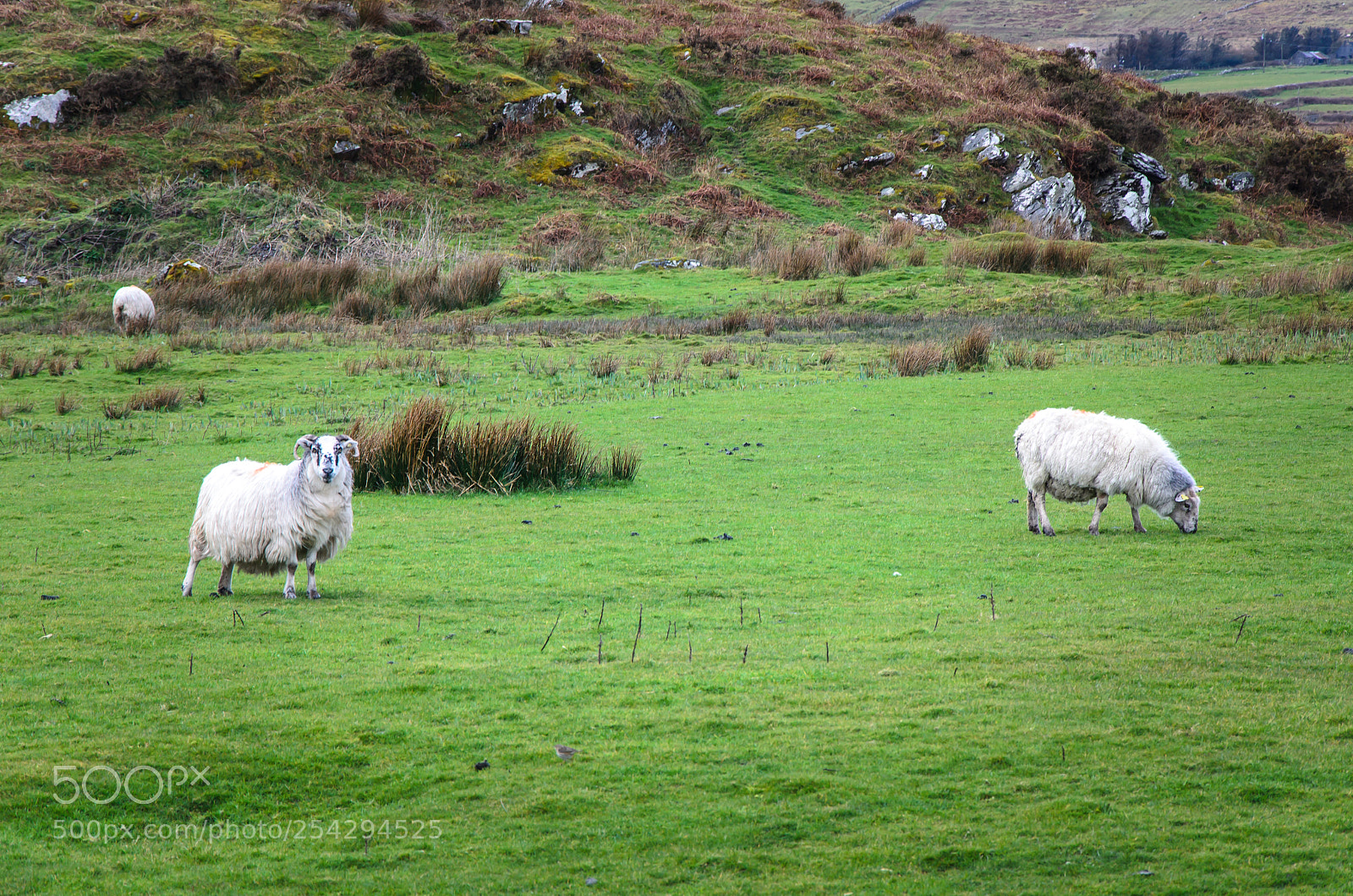 Nikon D5100 sample photo. Ring of kerry photography