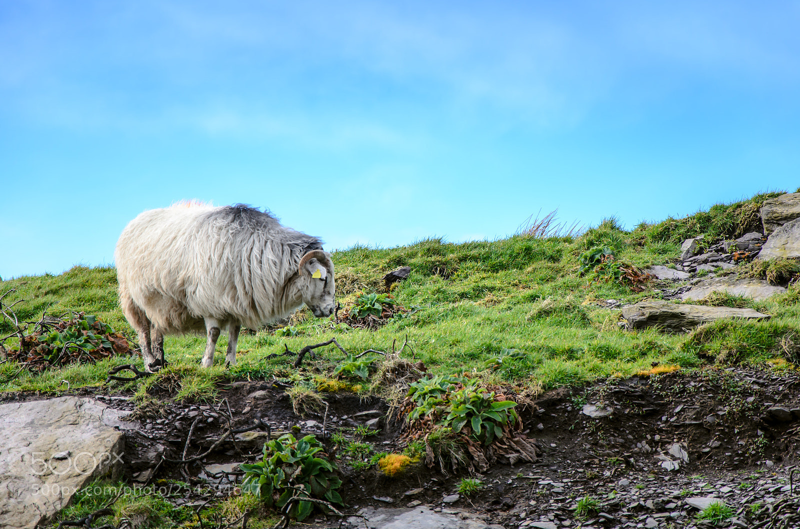 Nikon D5100 sample photo. Ring of kerry photography