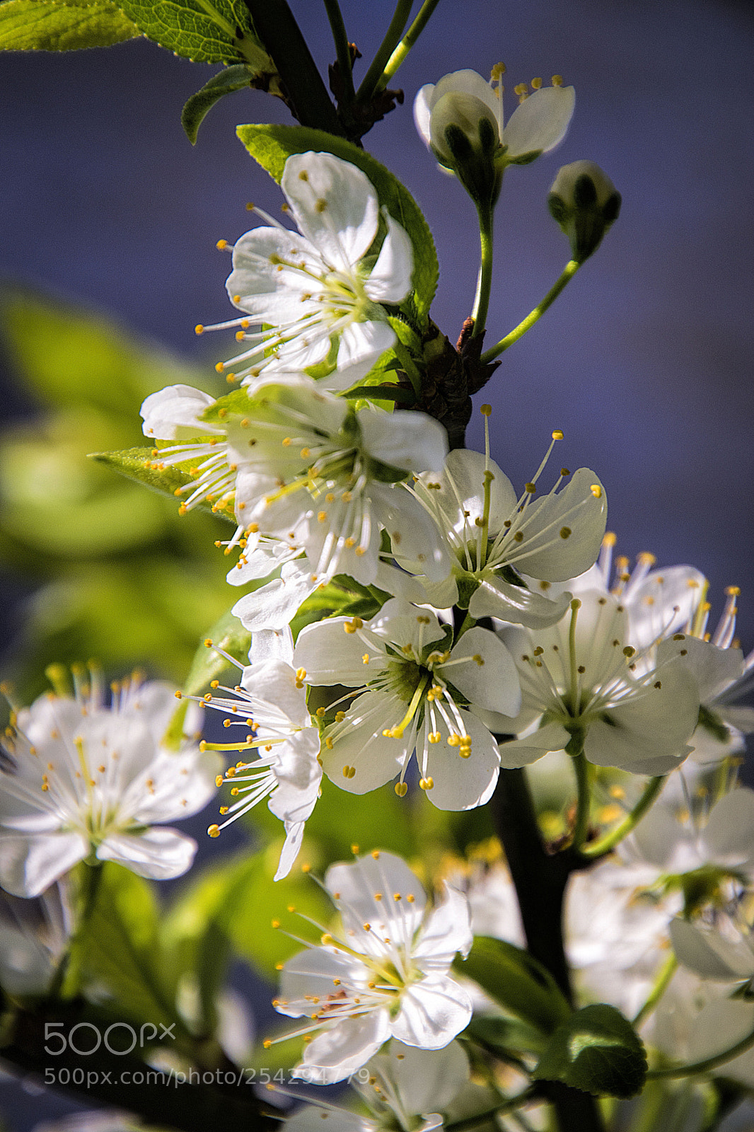 Nikon D3300 sample photo. Blossom of mirabelle plum photography