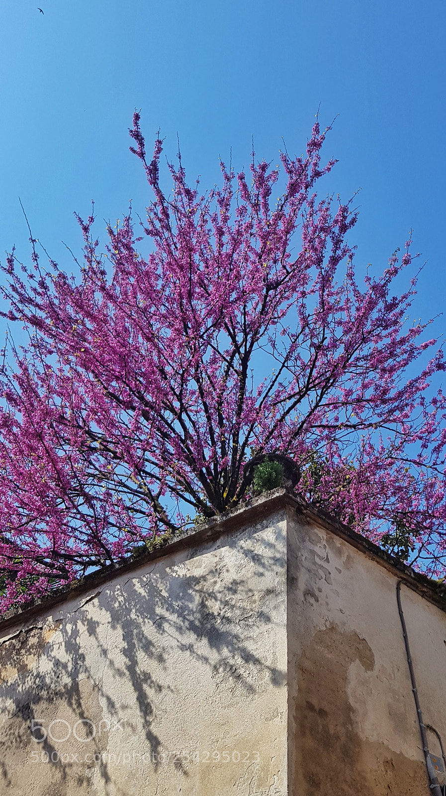 Samsung Galaxy S8 sample photo. Spring in the city photography