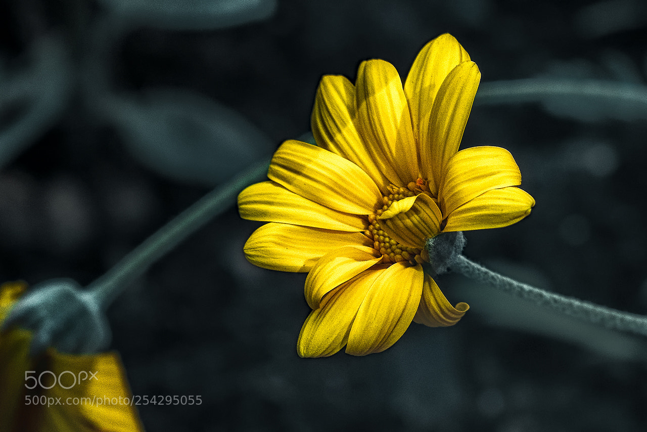 Nikon D810 sample photo. Lunchbreak flower photography