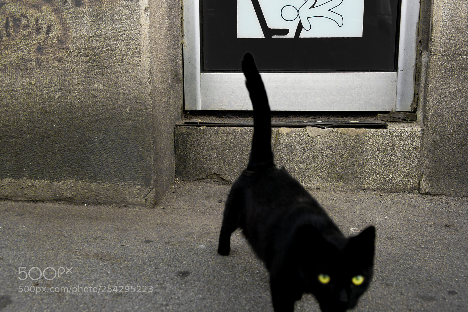Leica M (Typ 240) sample photo. Scardy cat photography