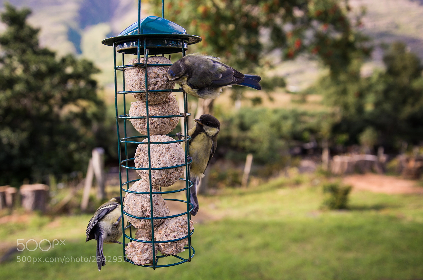 Nikon D600 sample photo. Bird feeder photography