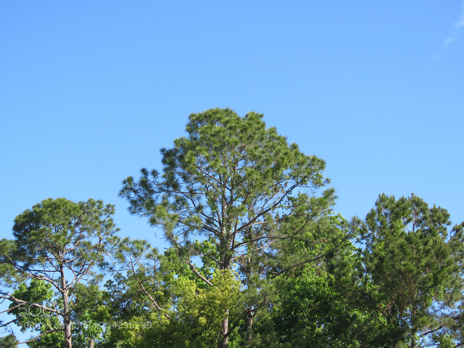 Canon PowerShot SX60 HS sample photo. Tree tops 101 photography