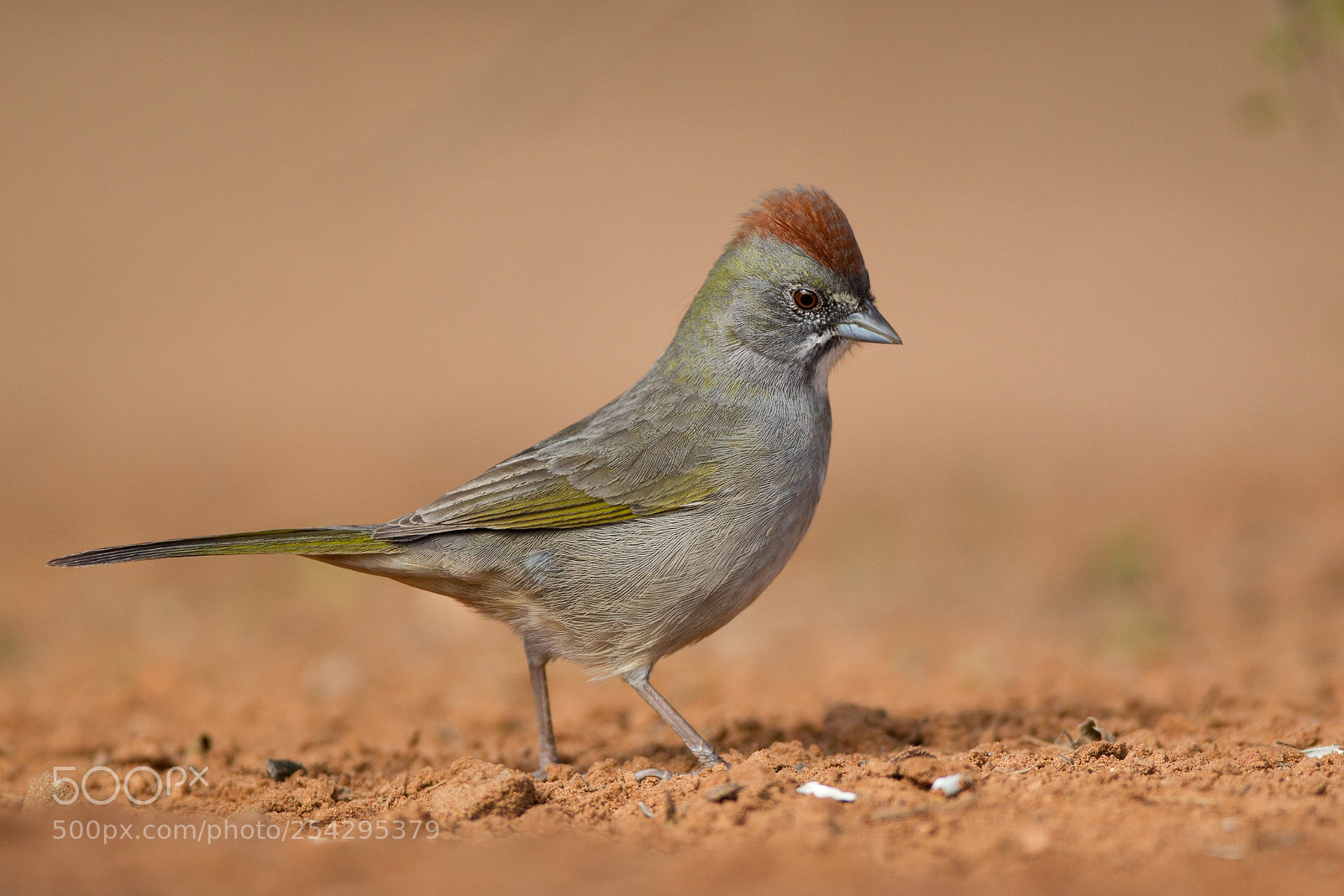 Canon EOS-1D Mark IV sample photo. Green-tailed towhee photography