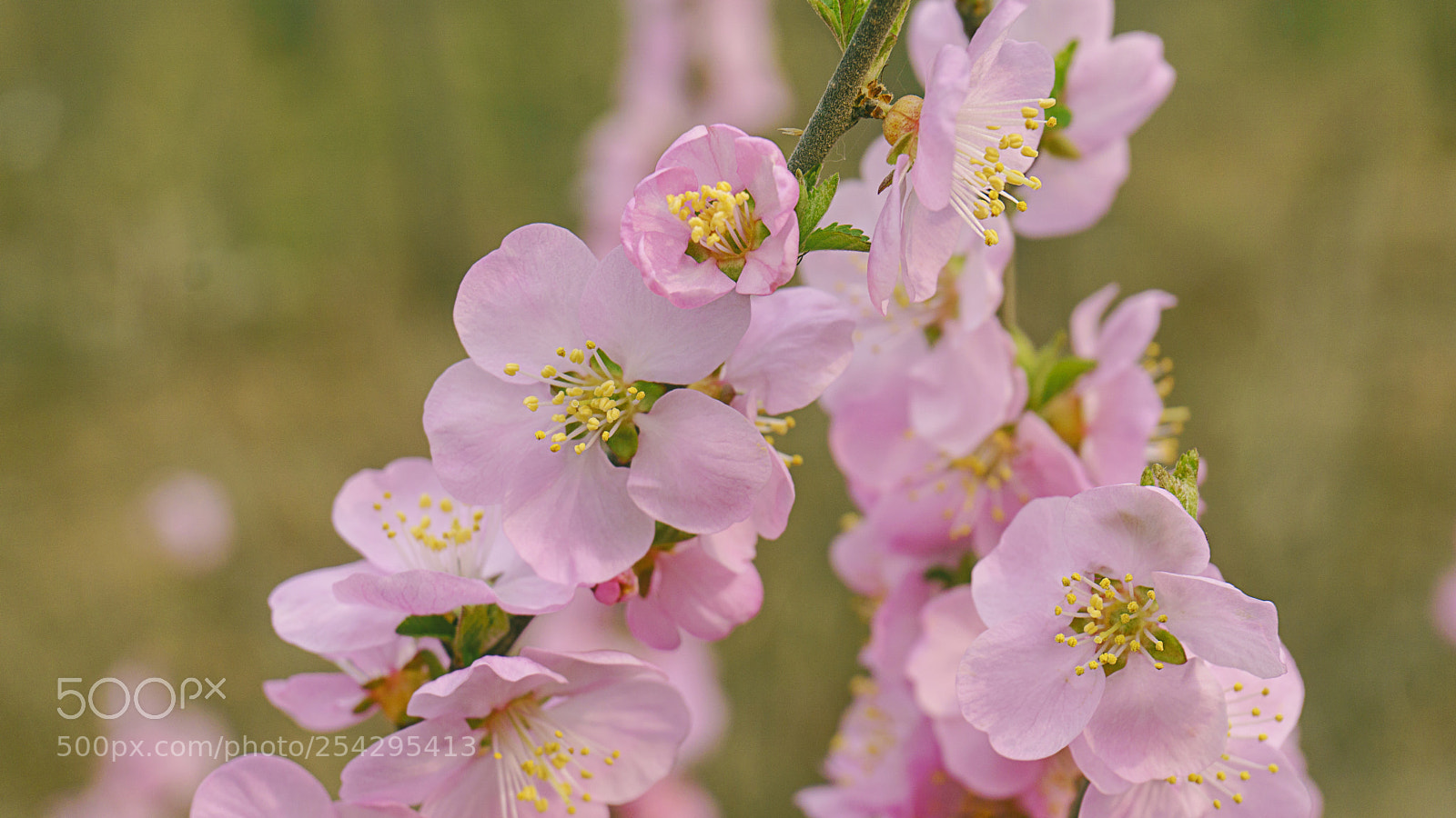 Sony a6000 sample photo. Pink photography