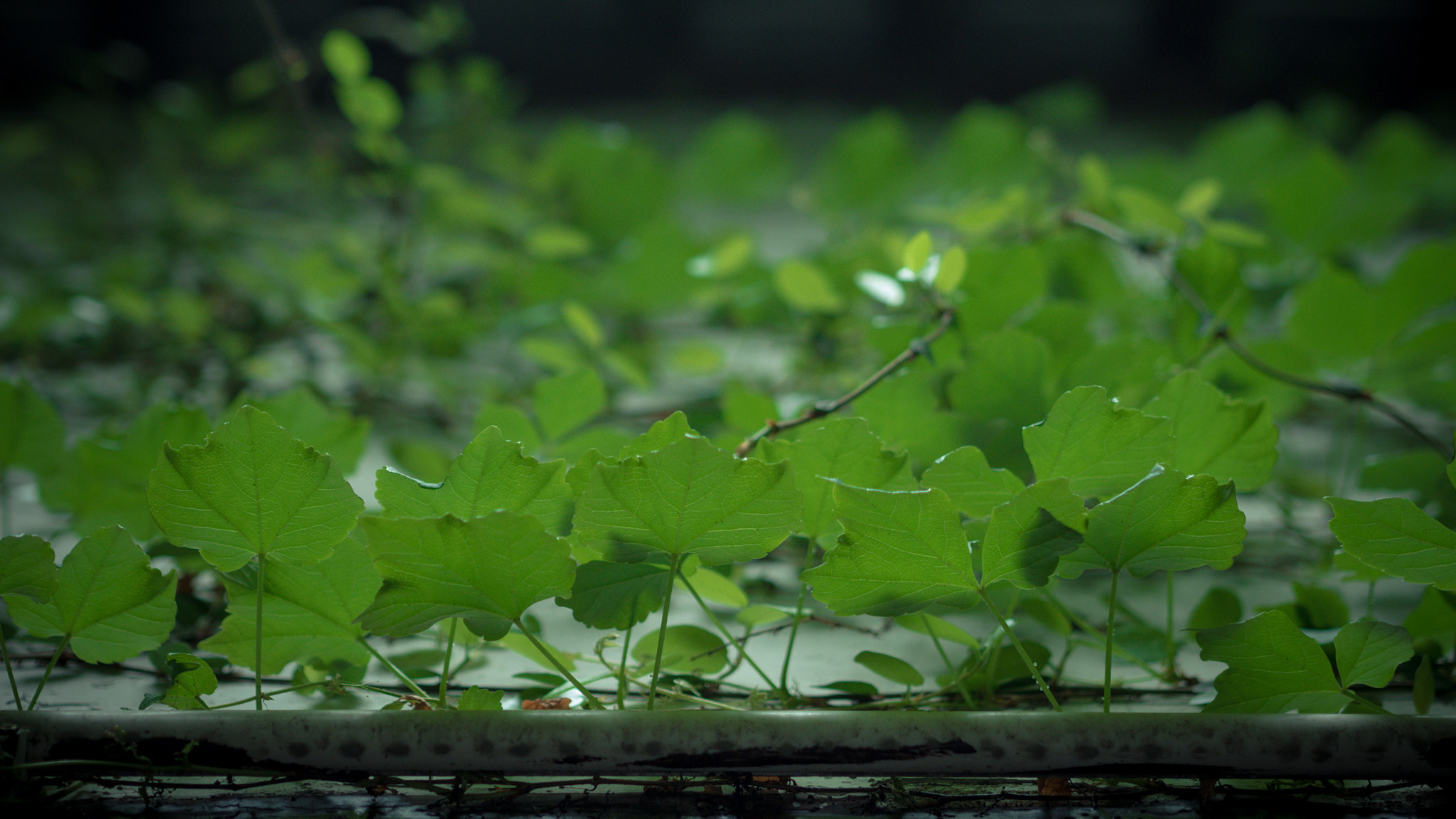 Panasonic Lumix DMC-GX85 (Lumix DMC-GX80 / Lumix DMC-GX7 Mark II) sample photo