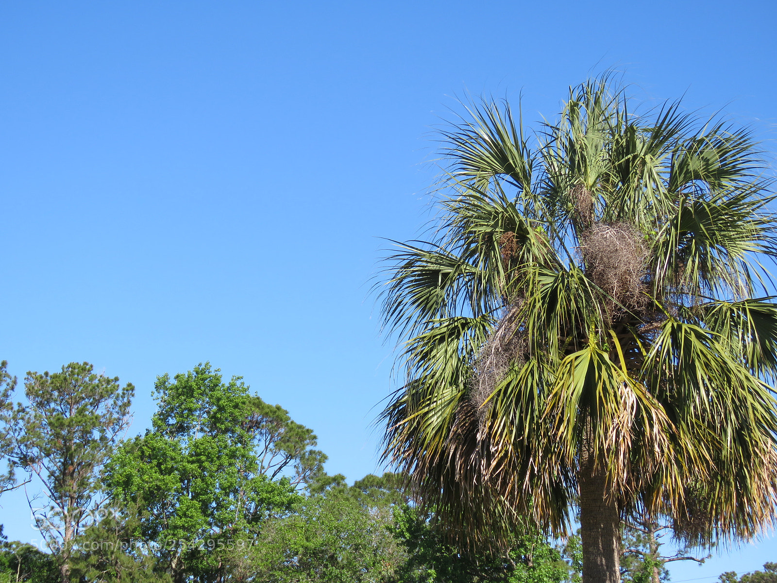 Canon PowerShot SX60 HS sample photo. Real florida palm photography