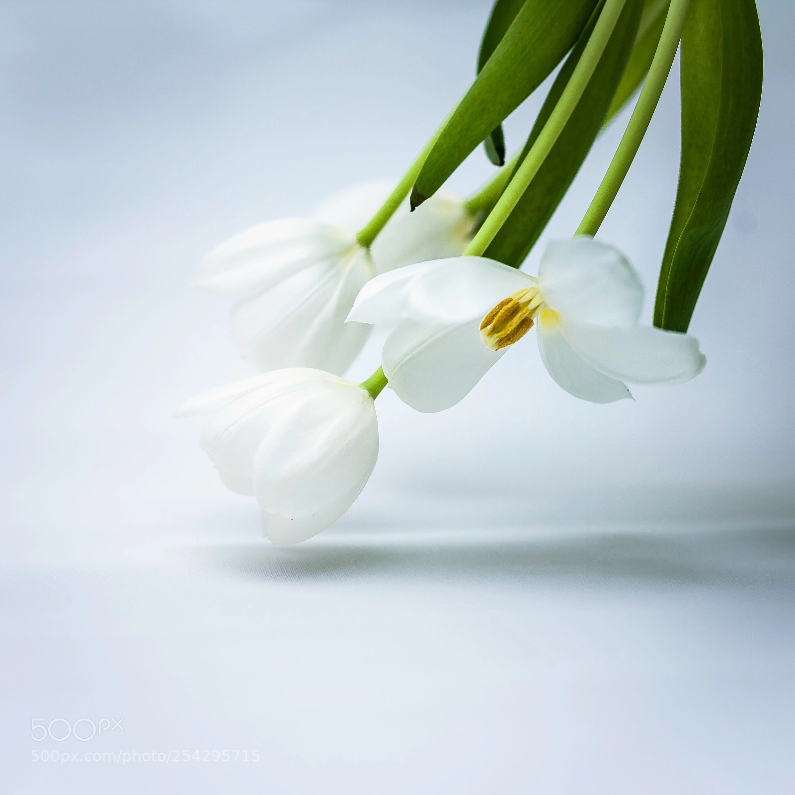 Canon EOS 5D sample photo. Some flowers for spring. photography