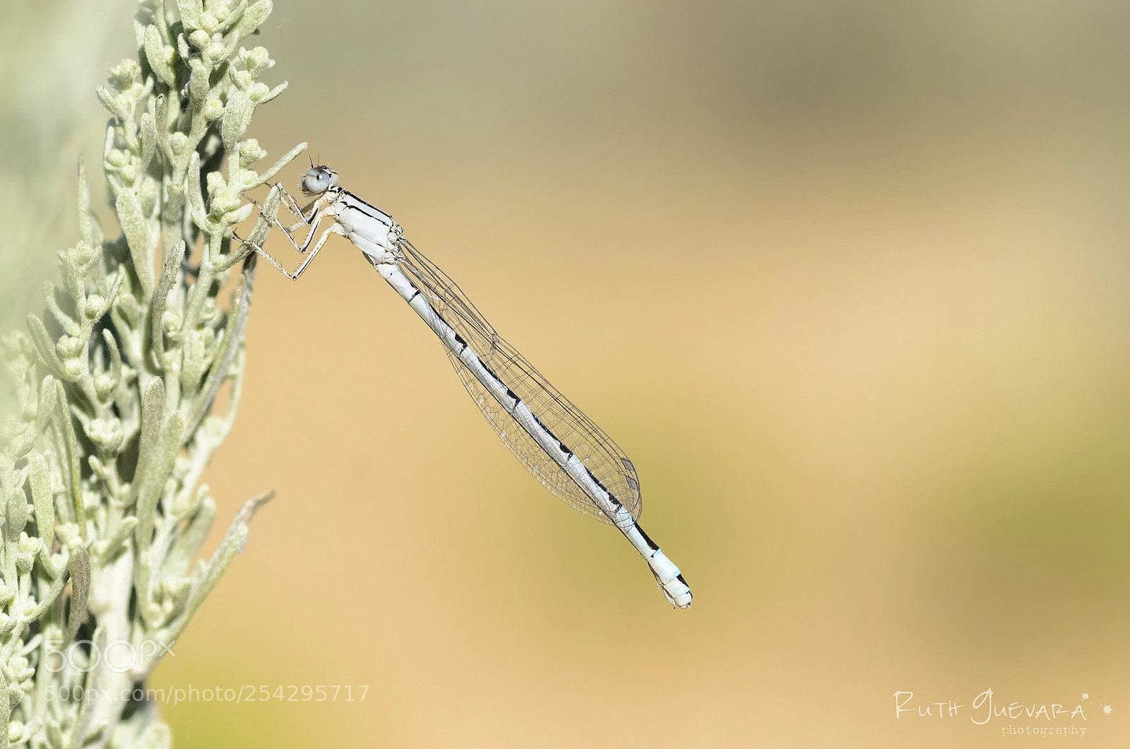 Nikon D7000 sample photo. Pale blue photography