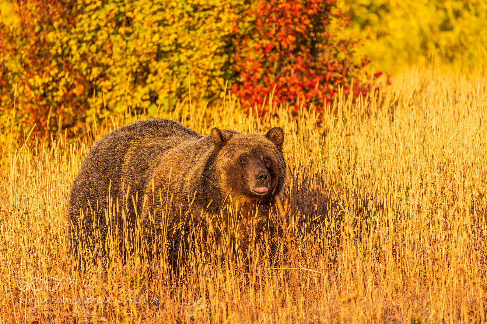 Canon EOS 5D Mark IV sample photo. Glacier grizzly sow photography