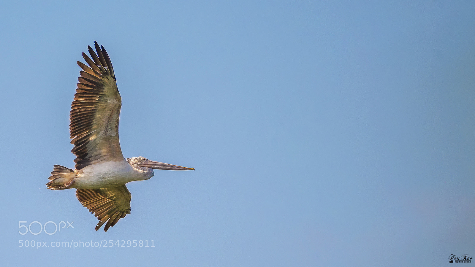 Nikon D810 sample photo. Spot billed pelican photography